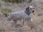 Cactus_Country_Kennels_047