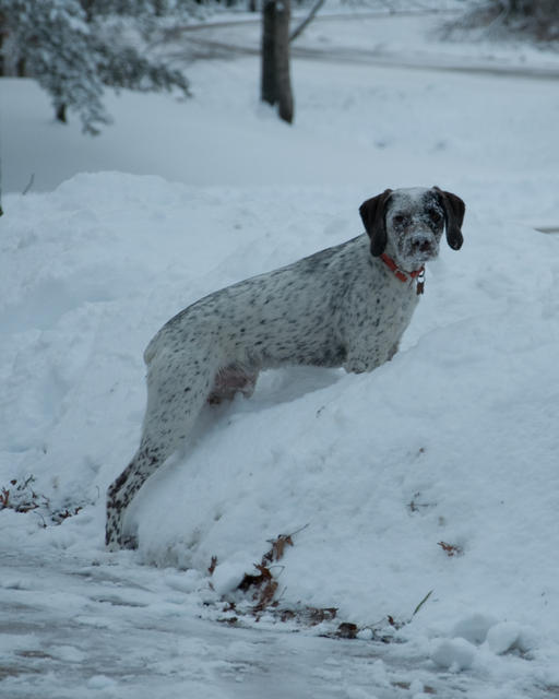 Zaz Loves The Snow